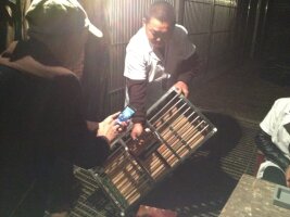 集鸽开始检查鸽笼